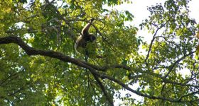 Khao yai la nature