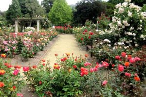 Roses jardin