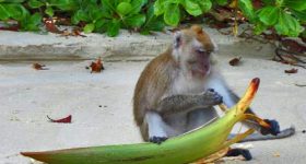 Monkey beach