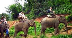 Activité de loisirs avec les éléphants