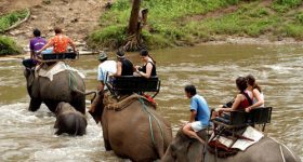 Activité de loisirs avec les éléphants