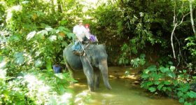 Trekking tour elefante